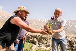 Al-Arz;Iris;Iris-Cedreti;Kaleidos;Kaleidos-images;Lebanon;Middle-East;Near-East;Tarek-Charara;Youssef-Tawk;Flowers;Endemic;Endemic-species;Critically-endangered;Critically-endangered-species